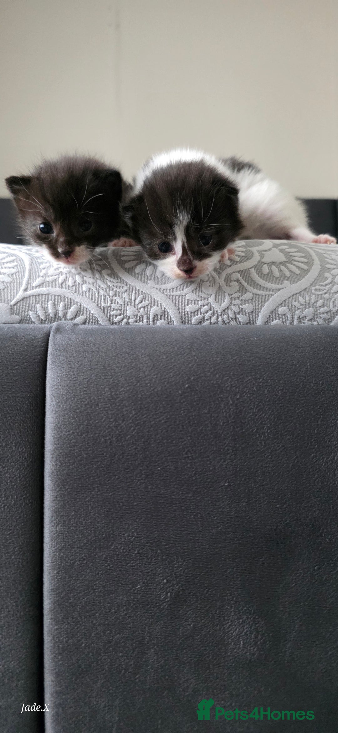 Domestic Shorthair cats for sale: A little of 5 beautiful kittens! - Advert 13