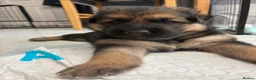 German Shepherd dogs for sale: German shepherd puppies  in Warwick - Advert 2