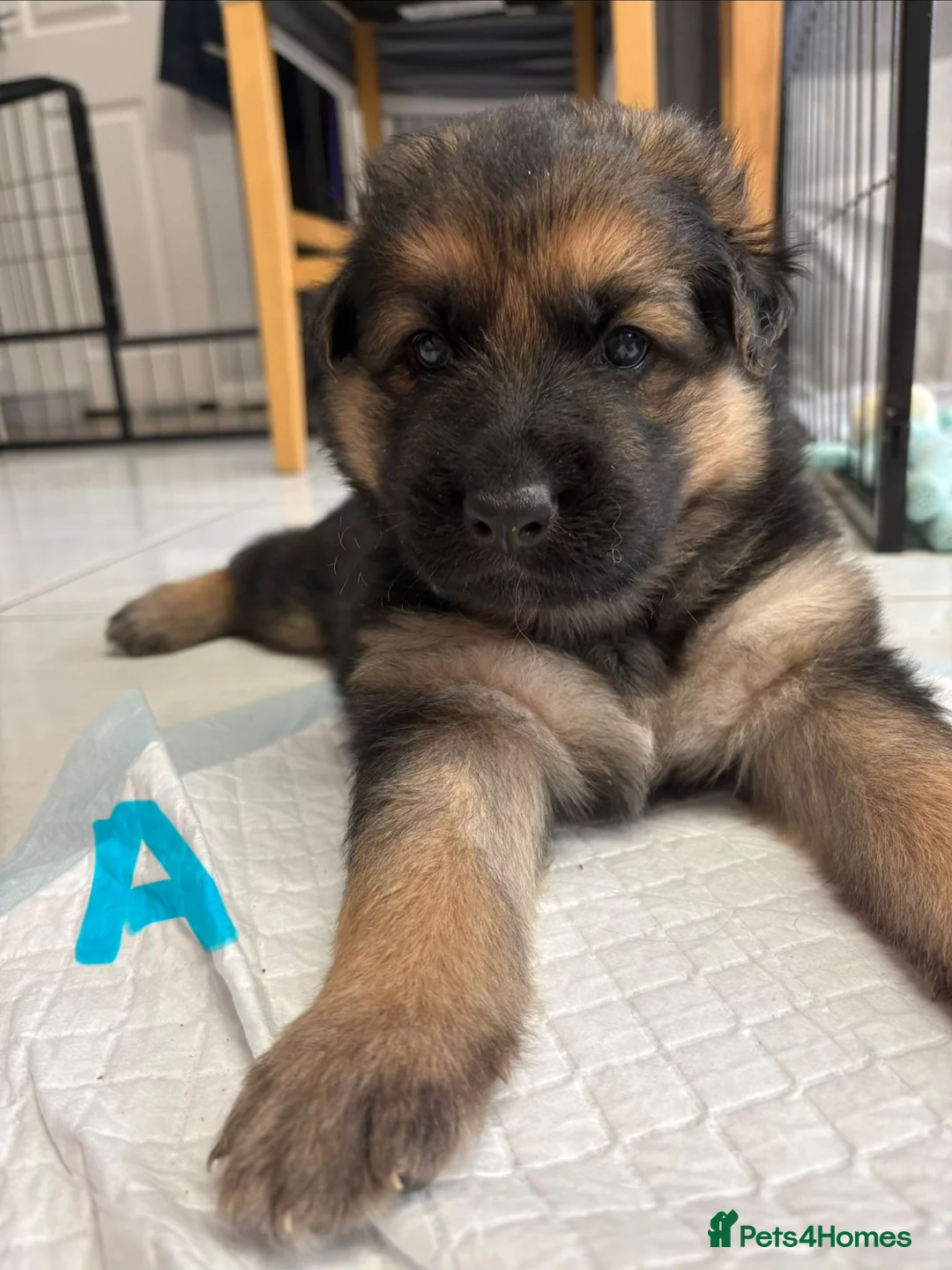 German Shepherd dogs for sale: German shepherd puppies  in Warwick - Advert 2