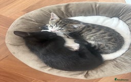 Mixed Breed cats for sale: Two gorgeous girls and full care kit - Image 2