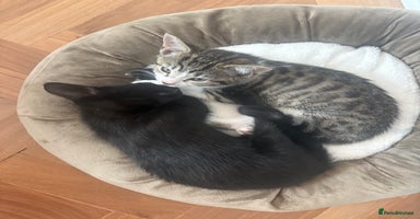 Mixed Breed cats - Advert 14