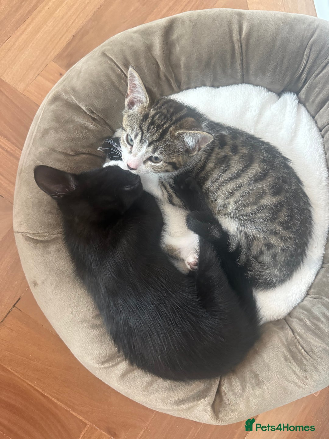 Mixed Breed cats for sale: Two gorgeous girls and full care kit - Image 2