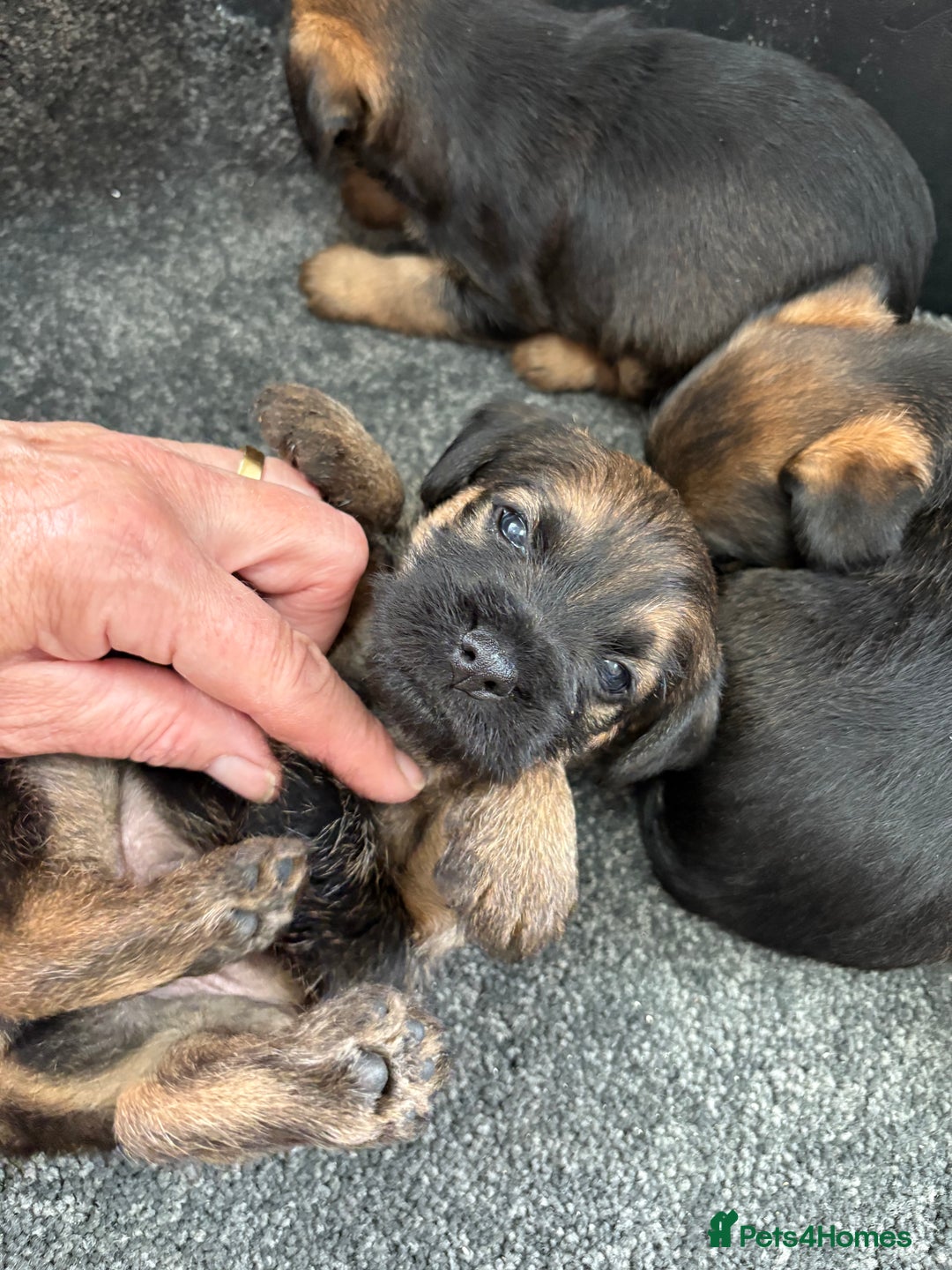 Border Terrier dogs for sale: Stunning border terrier puppy’s  - Image 9