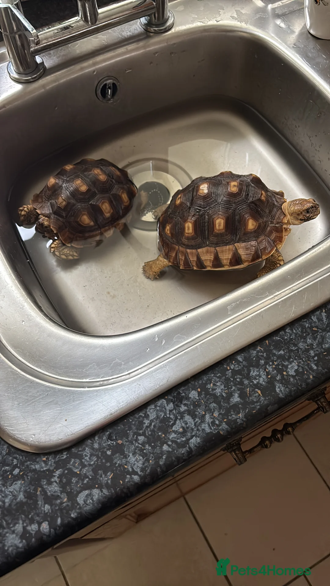 Tortoise reptiles for sale: Baby Sulcatas  - Advert 2