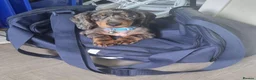 Miniature Dachshund dogs for sale: 7 month miniature dachshund for rehome in Irvine - Advert 7