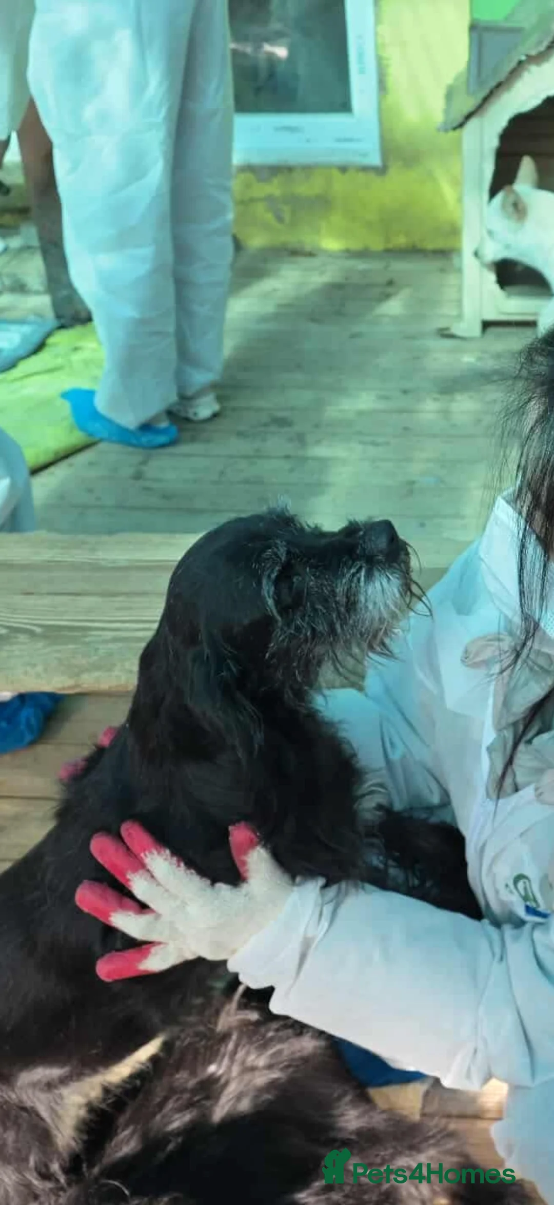 Miniature Schnauzer dogs for adoption: Mary 6 year old schnauzer mix meat trade survivor  - Advert 1