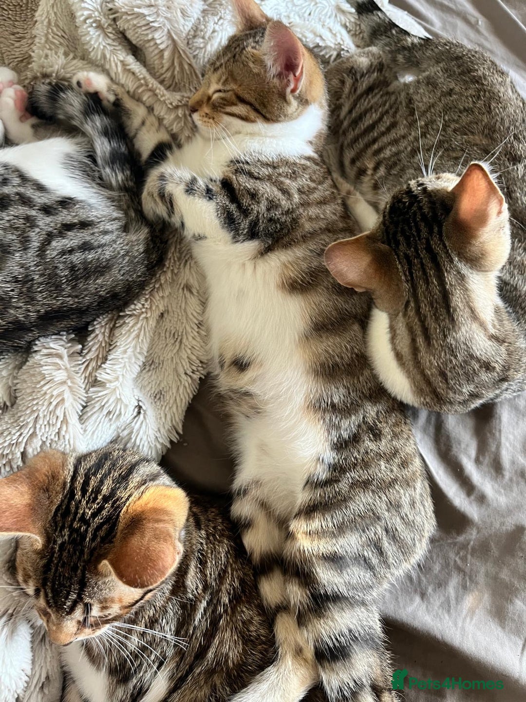 Bengal cats for sale: Bengal mixed  - Image 5