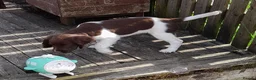 English Springer Spaniel dogs for sale: Gorgeous English Springer Spaniels Puppies - Advert 32