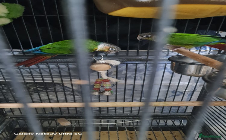 Conures birds - Advert 1