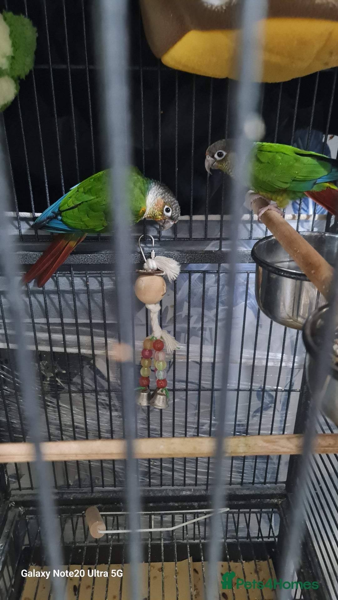 Conures birds for sale: Green cheek conures - Image 1