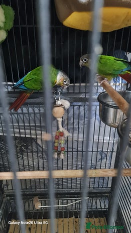 Conures birds - Advert 7