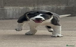 Mixed Breed dogs for sale: Border Whippets Puppies  - Image 4