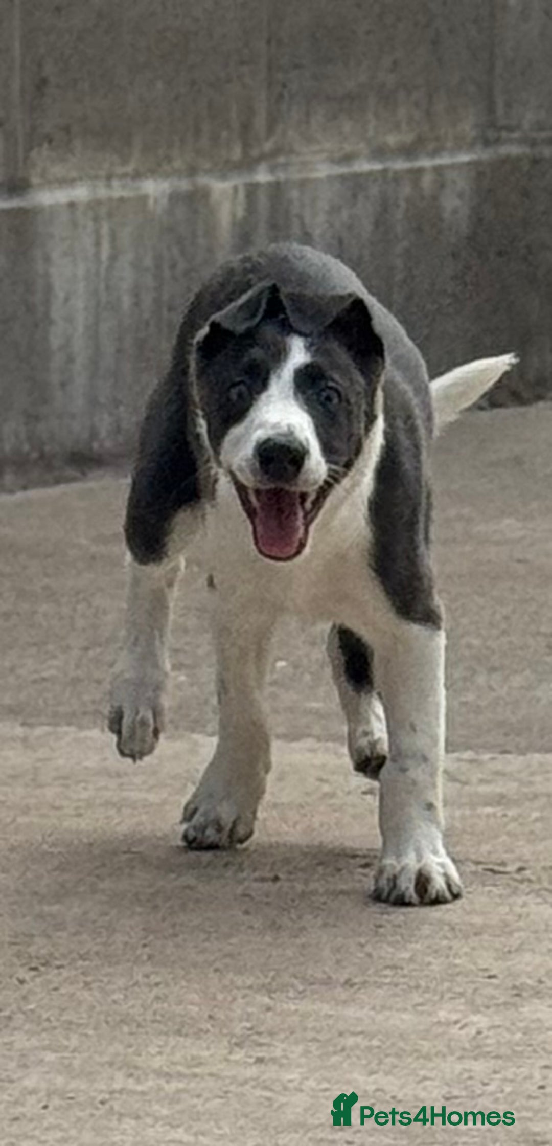 Mixed Breed dogs for sale: Border Whippets Puppies  - Image 4