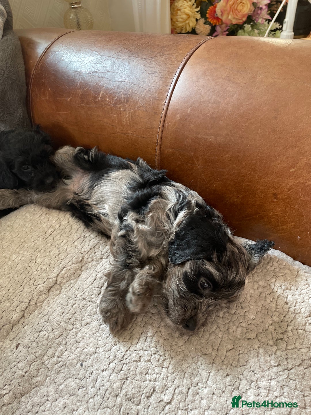 Cockapoo dogs for sale: Adorable cockapoo puppies  - Image 1