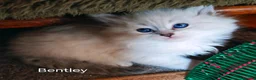 Siberian cats for sale: Pure Siberian from GCCF/TICA parents - Advert 21