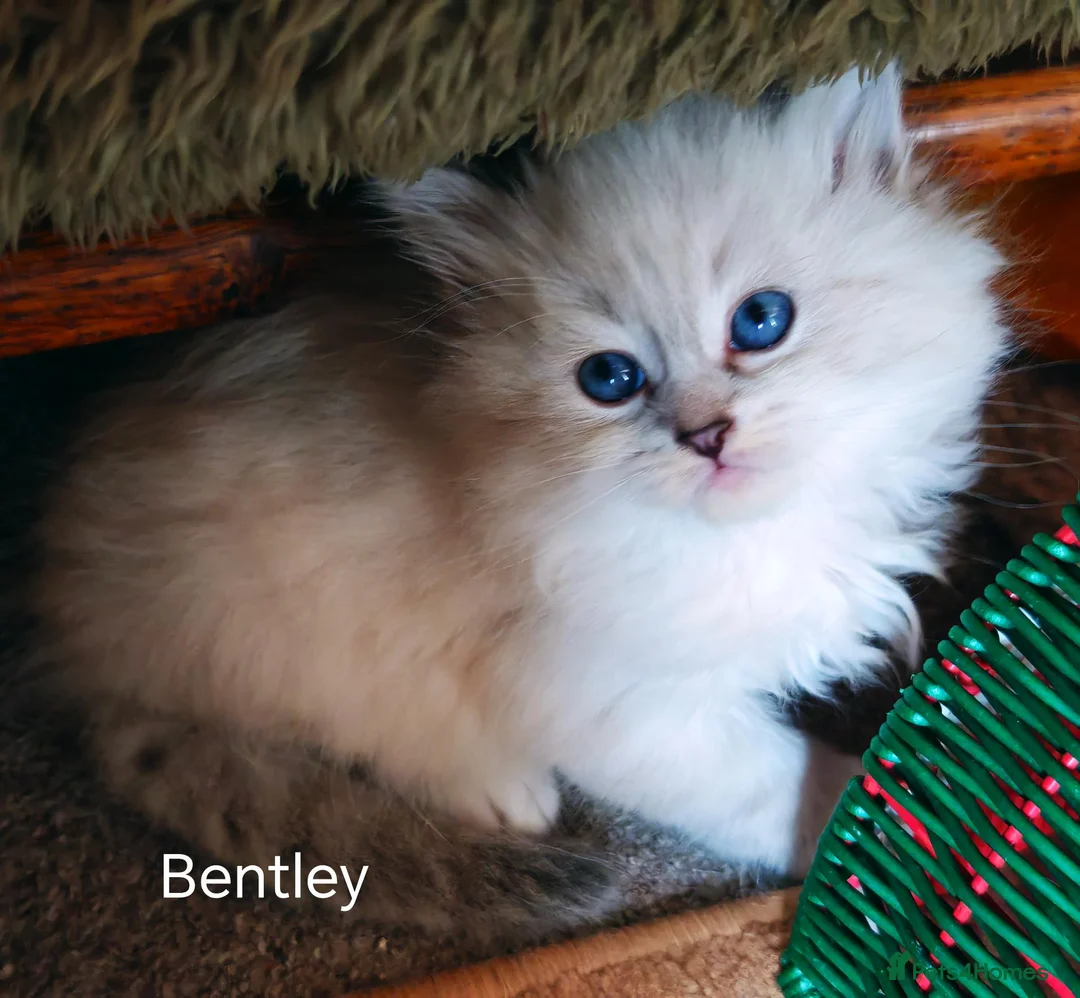 Siberian cats for sale: Pure Siberian from GCCF/TICA parents - Advert 21