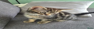 Mixed Breed Kitten 2