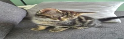 Mixed Breed cats for sale: Tabby kittens  - Advert 3
