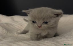 British Shorthair cats for sale: British short haired kittens - 07518744823 - Image 5