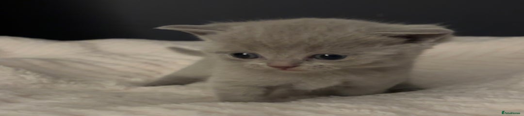 British Shorthair Kitten lilac 