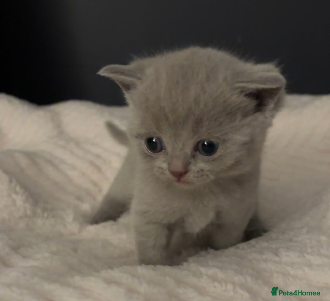 British Shorthair cats for sale: British short haired kittens - 07518744823 - Image 5