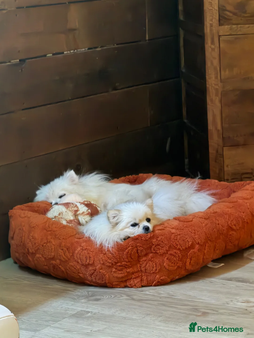 Pomeranian dogs for sale: KC registered cream pomeranian female  - Advert 2