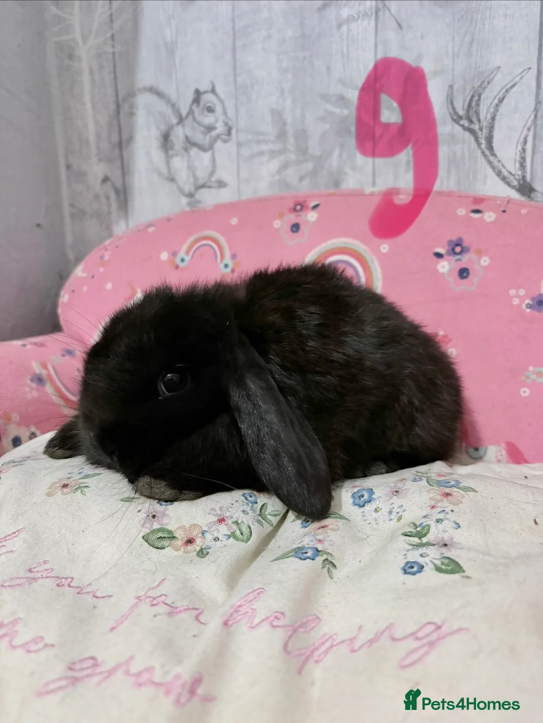 Mini Lop rabbits for sale: Mini lop babies 🐰  - Advert 12