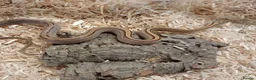 Corn Snake reptiles for sale: Beautiful, Captive-Bred Corn Snakes - Advert 6