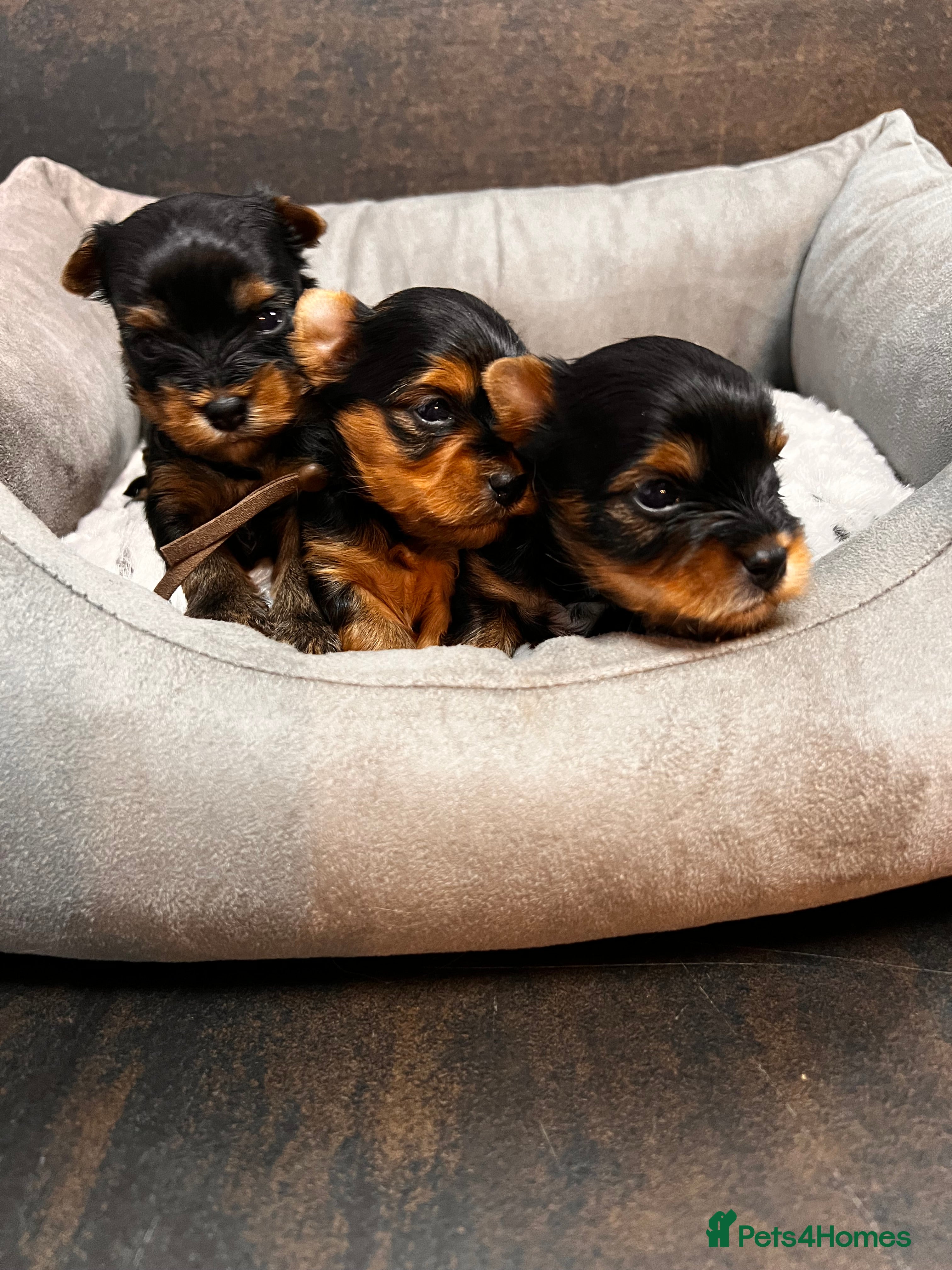 Yorkshire Terrier dogs ❣️❣️❣️ Miniature Yorkshire Terriers – 4 Boys ❣️❣️ - Advert 2