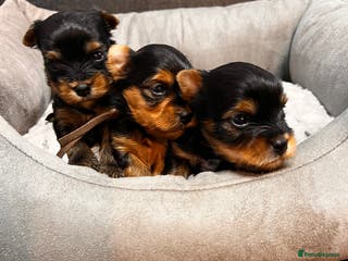 Yorkshire Terrier dogs ❣️❣️❣️ Miniature Yorkshire Terriers – 4 Boys ❣️❣️ - Advert 1