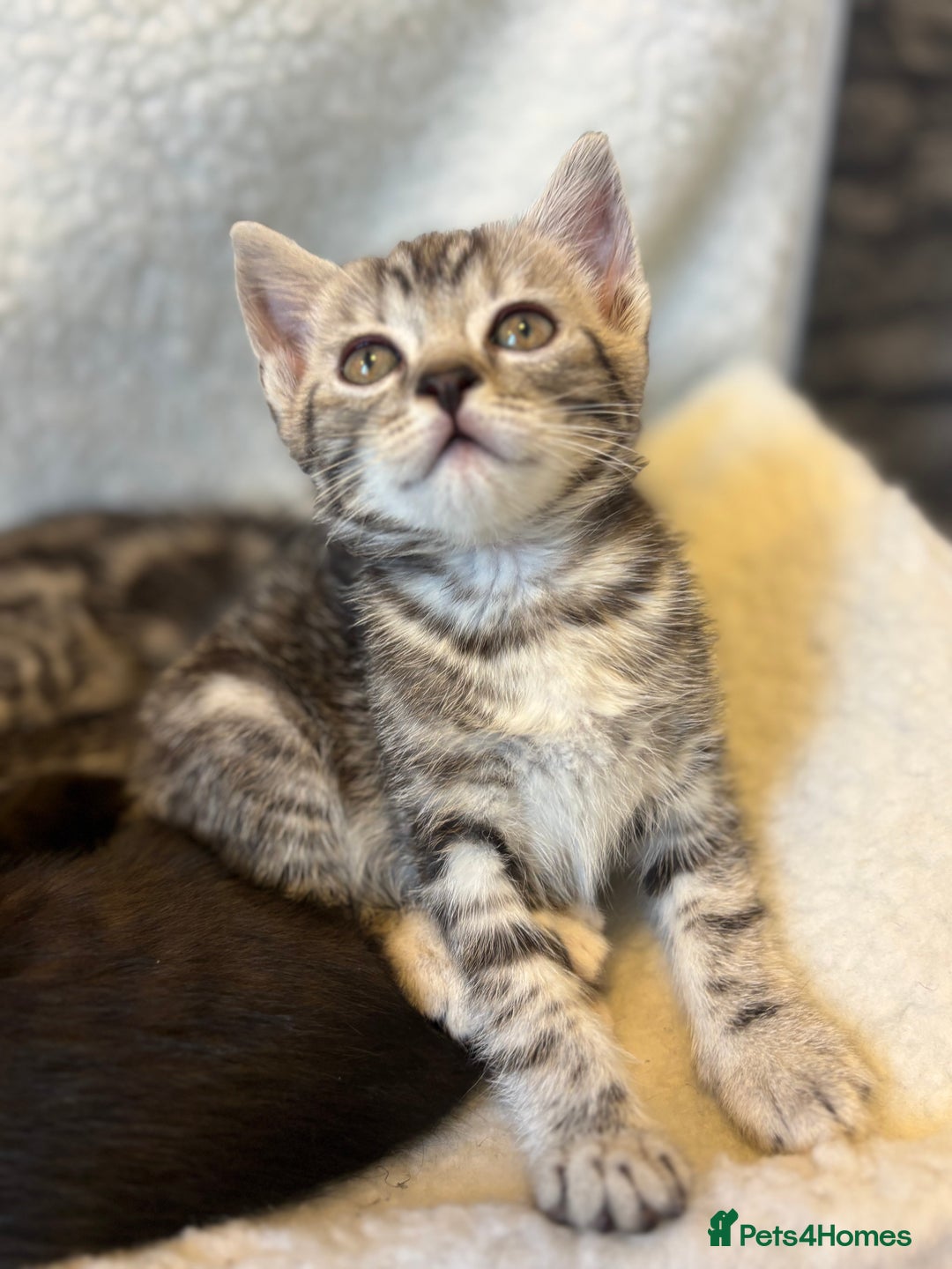Scottish Fold cats for sale: Adorable Scottish Straight Kittens 💞 - Image 7