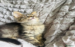 Maine Coon cats for sale: Maine coon kittens TICA registered  - Image 16