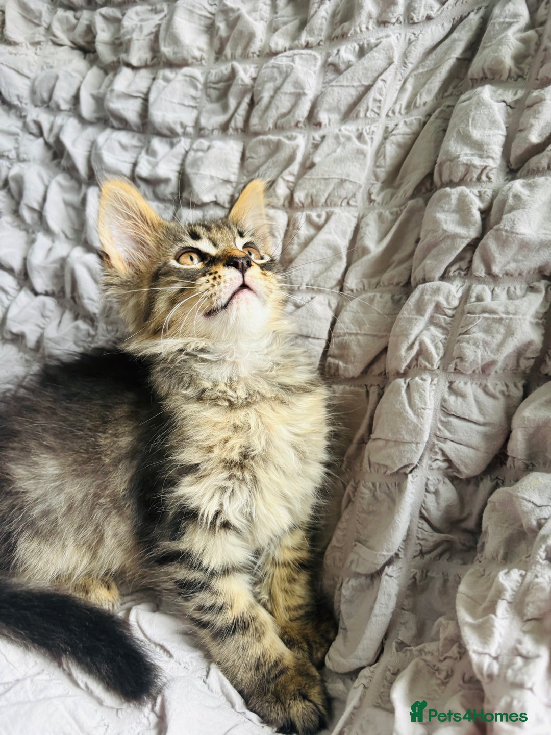 Maine Coon cats for sale: Maine coon kittens TICA registered  - Image 16