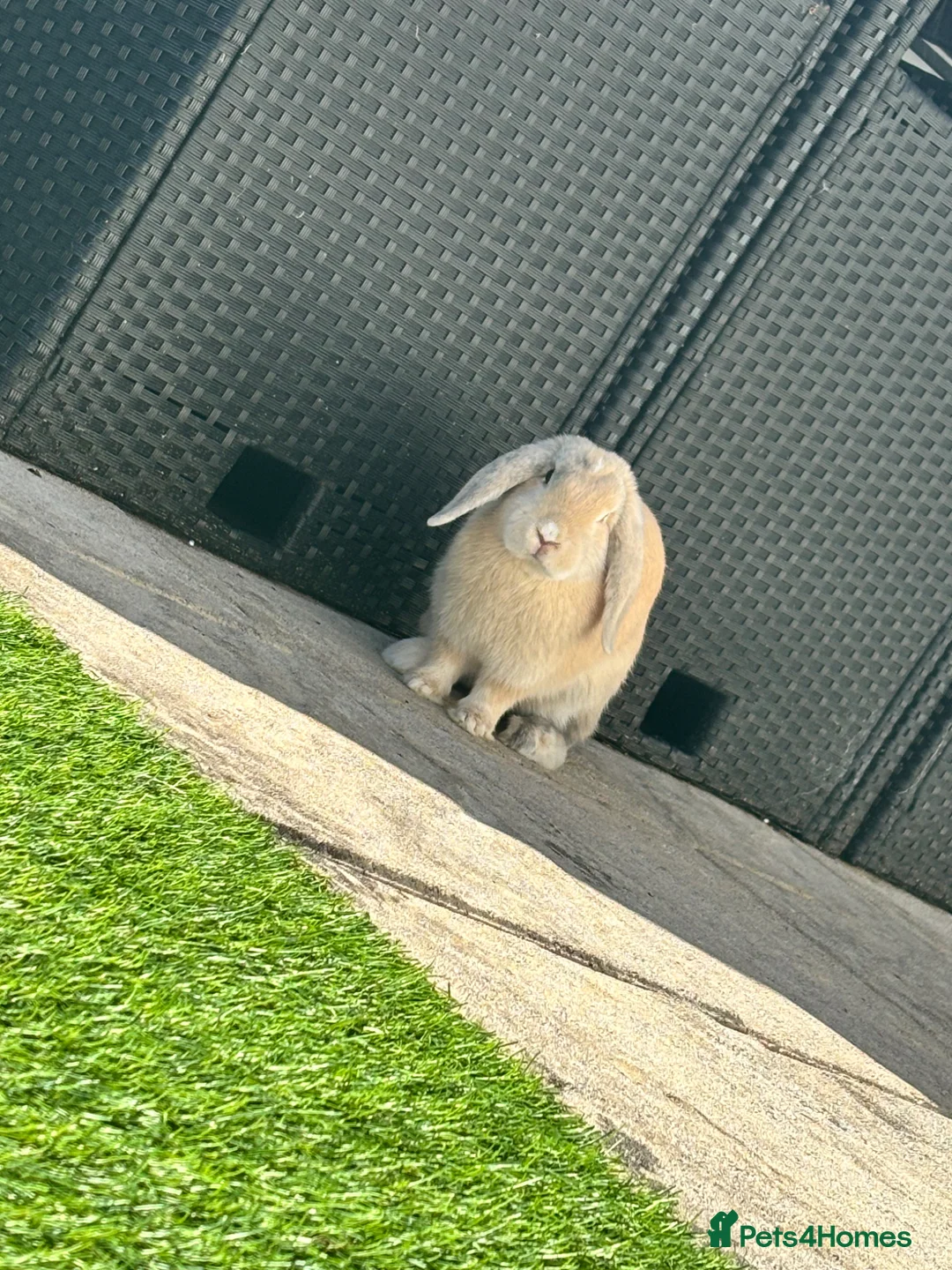 French Lop rabbits for sale: Reggie & Ronnie (Brothers)  in Blackburn - Advert 2