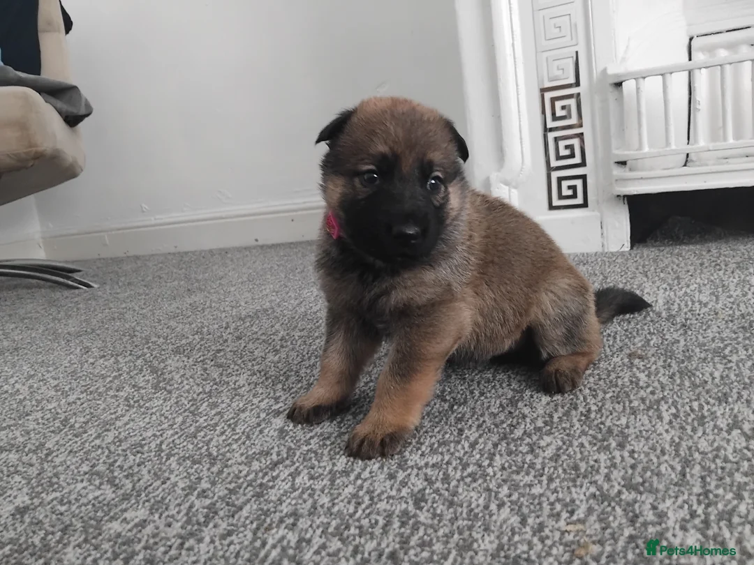 German Shepherd dogs for sale: German shepherd Puppies - Advert 19