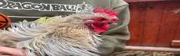 Chickens poultry for sale: 4 Cockerel for rehoming  - Advert 4