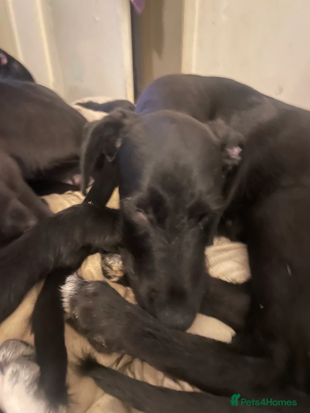 Mixed Breed dogs for sale: Tracy Jones - Advert 2