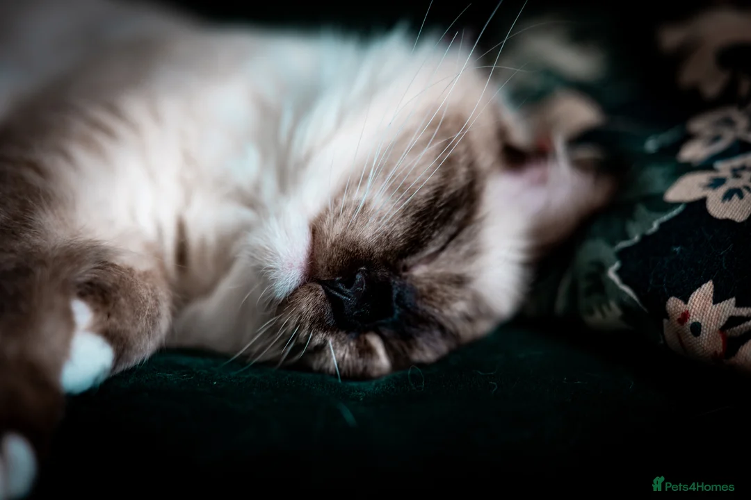 Ragdoll cats for sale: Male Ragdoll Cat Looking for a Loving New Home - Advert 2