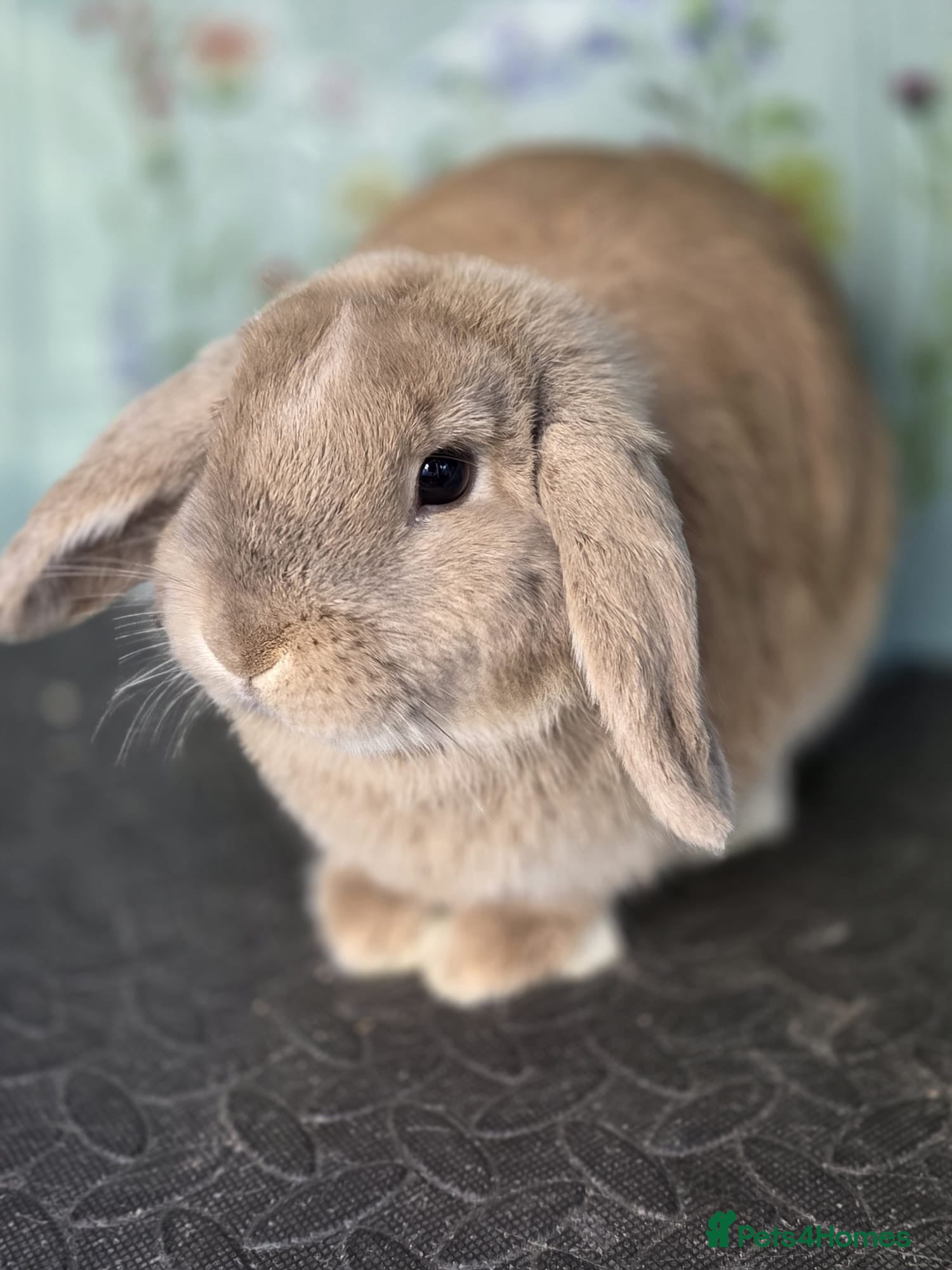 Mini Lop rabbits Mini Lop Rabbit Doe Female Bunnies - Advert 5