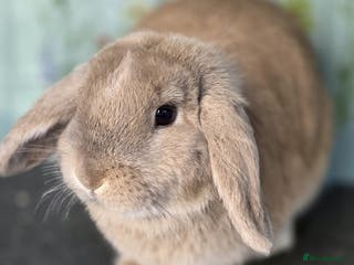 Mini Lop rabbits Mini Lop Rabbit Doe Female Bunnies - Advert 18