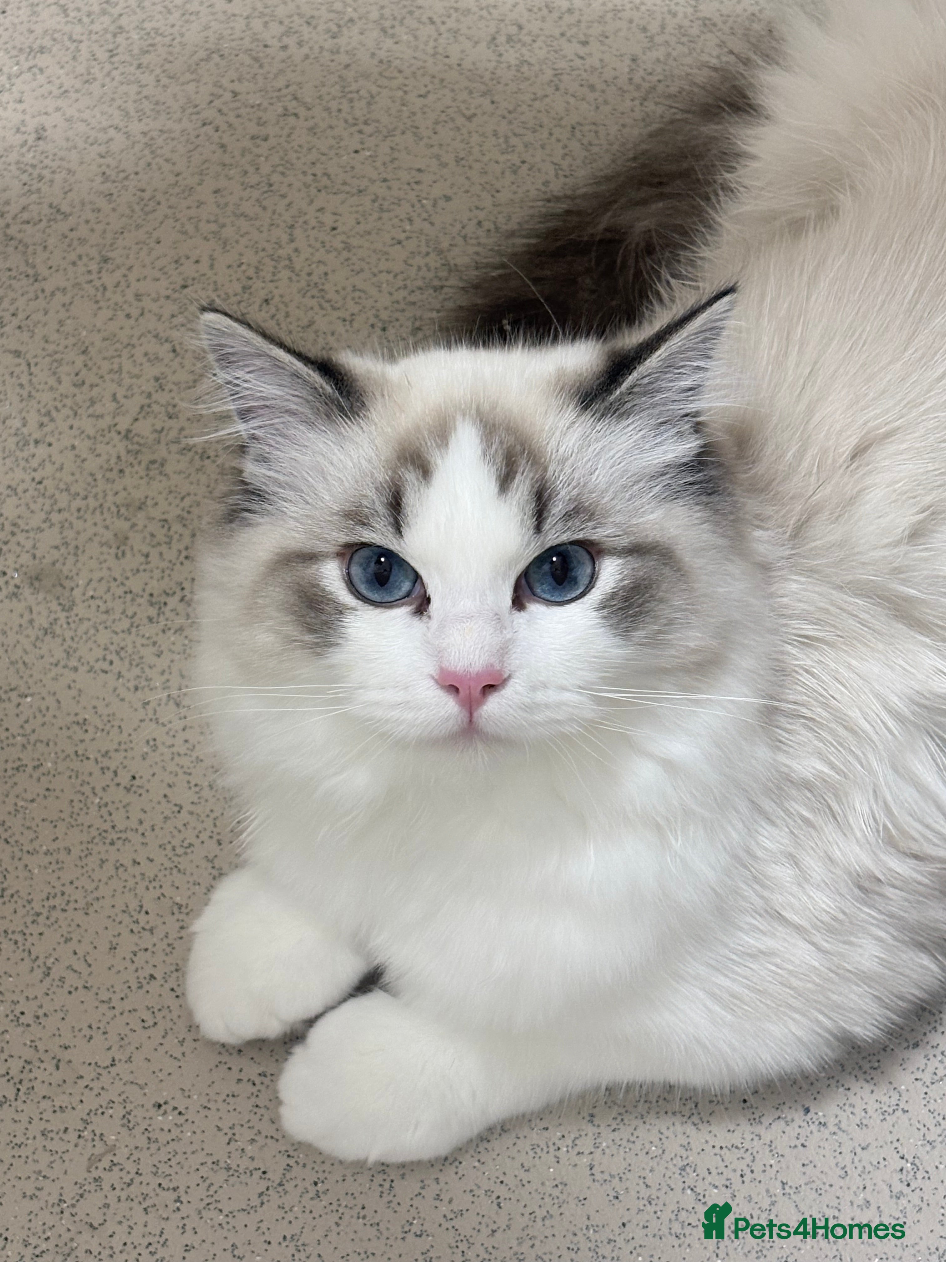 Ragdoll cats Luxury Ragdoll Blue-Eyed Beauty - Advert 1
