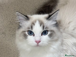Ragdoll cats Luxury Ragdoll Blue-Eyed Beauty - Advert 1