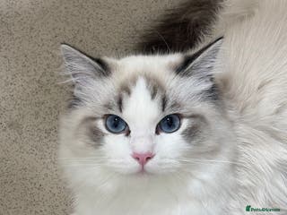Ragdoll cats Luxury Ragdoll Blue-Eyed Beauty - Advert 4