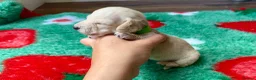Miniature Dachshund dogs for sale: KC CLR Long Hair Cream Mini Dachshunds - Advert 5