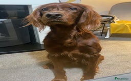 Irish Setter dogs for stud: WELL PROVEN Irish Setter for Stud in Carlisle - Image 7