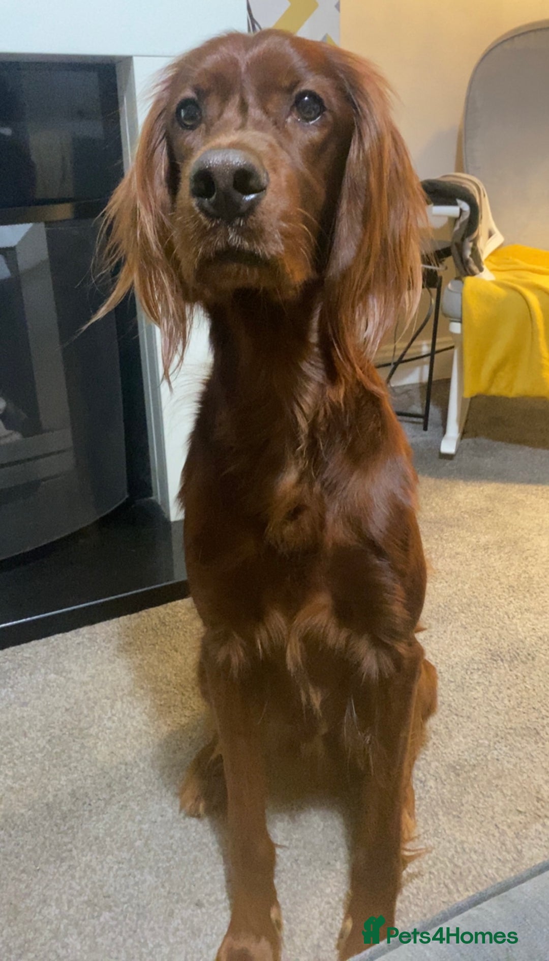 Irish Setter dogs for stud: WELL PROVEN Irish Setter for Stud in Carlisle - Image 7