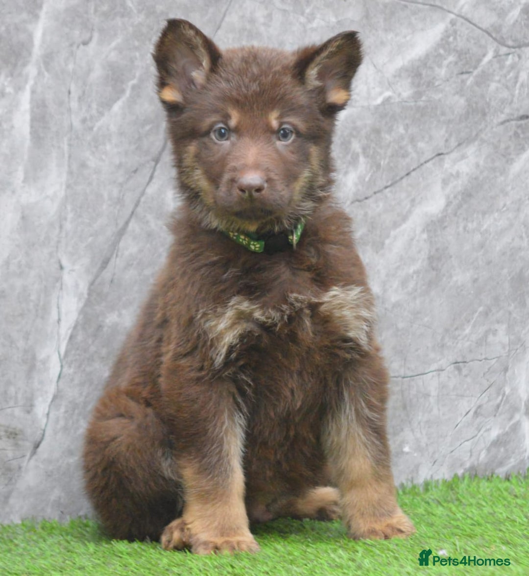 German Shepherd dogs for sale: KC Registered Working Line German Shepherd Puppies - Advert 14