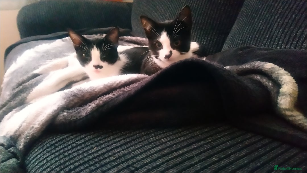 Mixed Breed cats for sale: Tuxedo kitten - Image 3