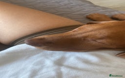 Hungarian Vizsla dogs for sale: Hungarian Vizsla - Image 2