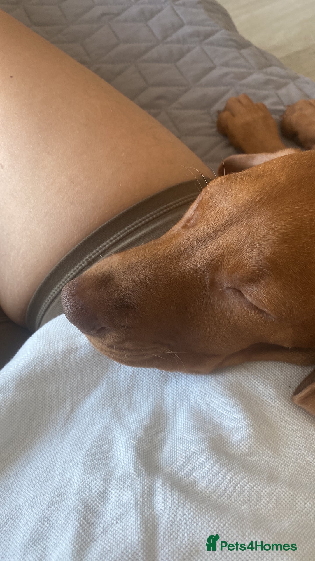 Hungarian Vizsla dogs for sale: Hungarian Vizsla - Image 2